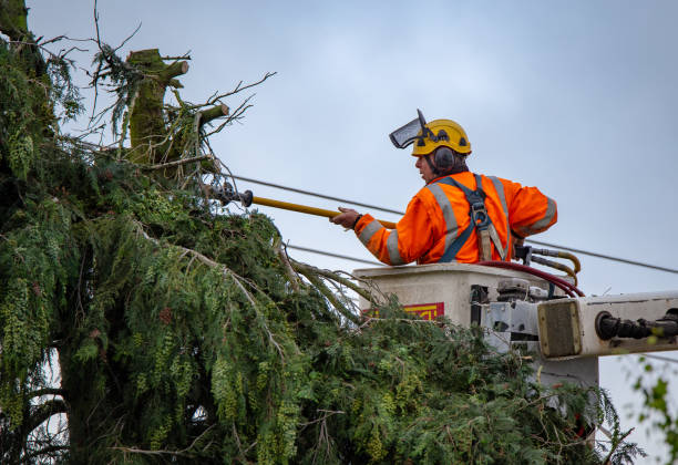 Best Tree Preservation Services  in Ashland, NJ