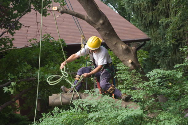 Best Arborist Consultation Services  in Ashland, NJ