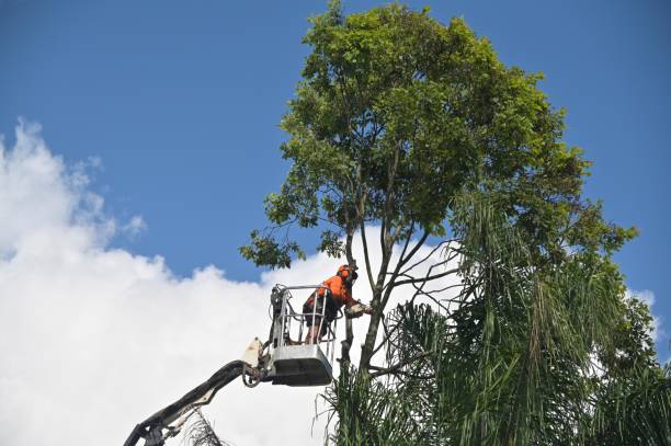 Best Hedge Trimming  in Ashland, NJ