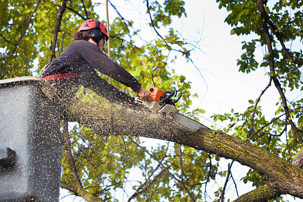 Best Tree Health Inspection  in Ashland, NJ