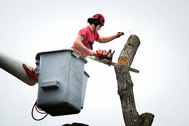 How Our Tree Care Process Works  in  Ashland, NJ